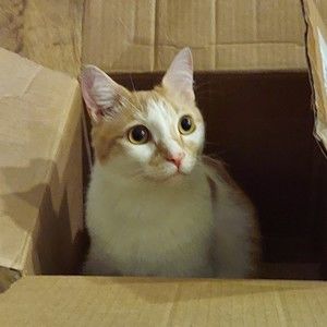 Meet your Posher, Stacey